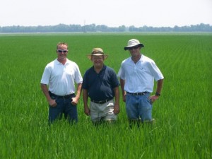 stevens rice