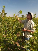 OLYMPUS DIGITAL CAMERA Hal Liechty inspects beetle damage on cottonwood trees