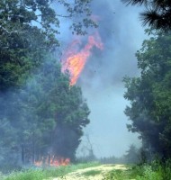 Tree top ignites as firefighters battle multiple blazes.