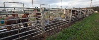 Horses not injured