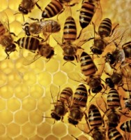 Bees Beekeepers