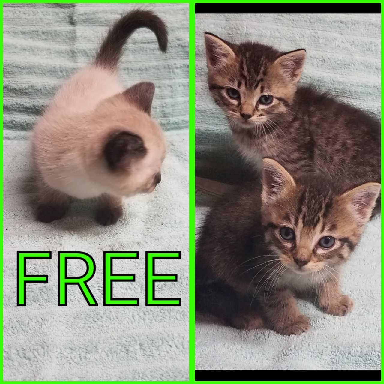 kittens for free yorkshire