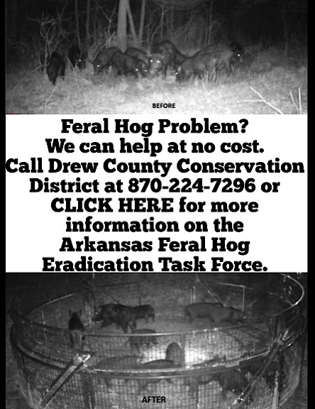 Feral Hog Problem? We can help at no cost.