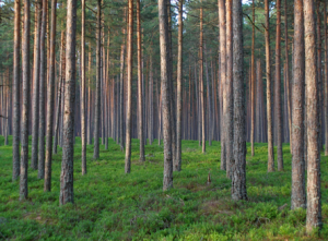 Pine, Decline, Forestry